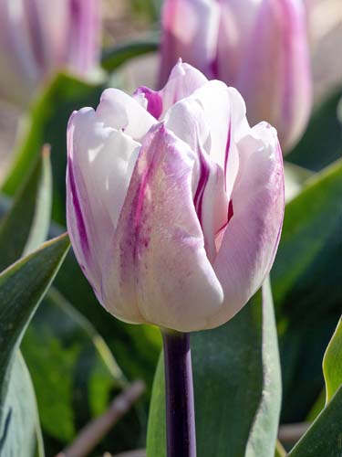 TULIPÁN Flaming Flag 11/12, 100 ks